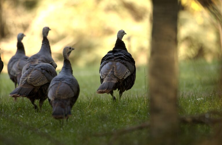 Outdoors report: First come, first served for UP fall turkey permits